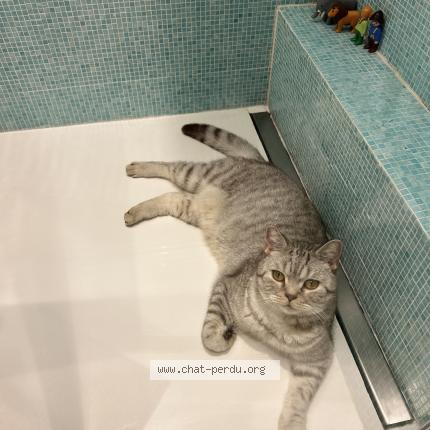 Photo 1/1 Yoda Chat perdu à Neuilly