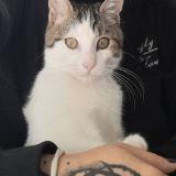 Photo de chat perdu à Montelimar