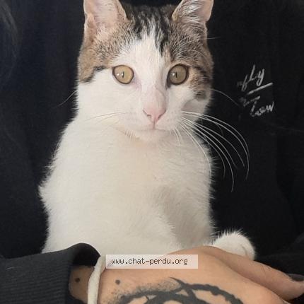 Photo 1/1 Ivy Chat perdu à Montelimar