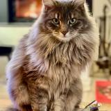 Photo de chat perdu à Poisy