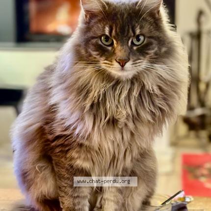 Photo 1/1 Pépère Chat perdu à Poisy