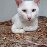 Photo de chat perdu à Jhumra