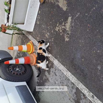 Photo 1/1 Chat trouvé Trouvé à Marseille