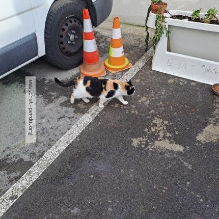 Photo 1/1 Chat trouvé Trouvé à Marseille