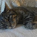 Photo de chat perdu à Courrieres