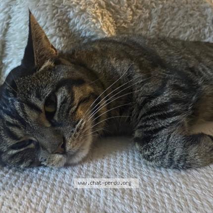 Photo 1/1 Mouchette Chat perdu à Courrieres