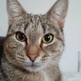 Photo de chat perdu à Noirefontaine