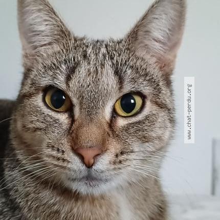 Photo 1/1 Stella Chat perdu à Noirefontaine