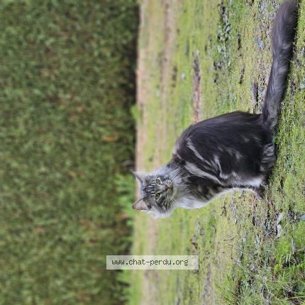 Photo 1/1 Oslo Chat perdu à Neuville sur brenne