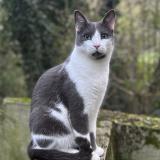 Photo de chat perdu à Genas