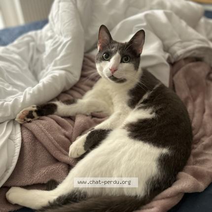 Photo 2/3 Neteyam Chat perdu à Genas