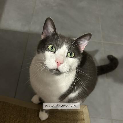 Photo 3/3 Neteyam Chat perdu à Genas