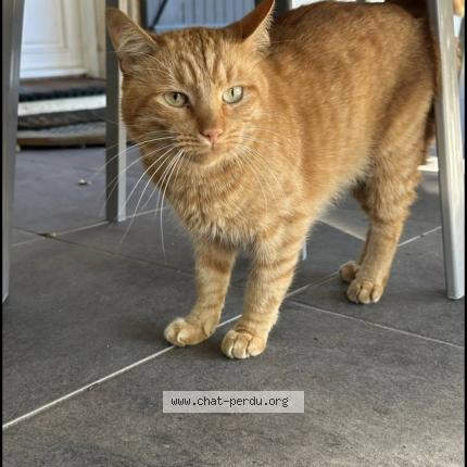 Photo 1/1 Caramel Chat perdu à Taillan medoc