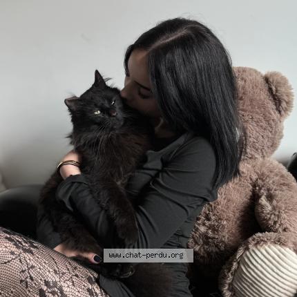 Photo 1/1 Chat retrouvé Perdu à Villeneuve sur lot