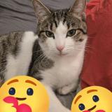 Photo de chat perdu à Castelnau De Medoc