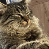 Photo de chat perdu à Joue L Abbe