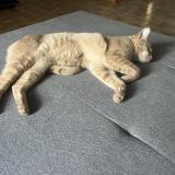 Photo de chat perdu à Hyeres