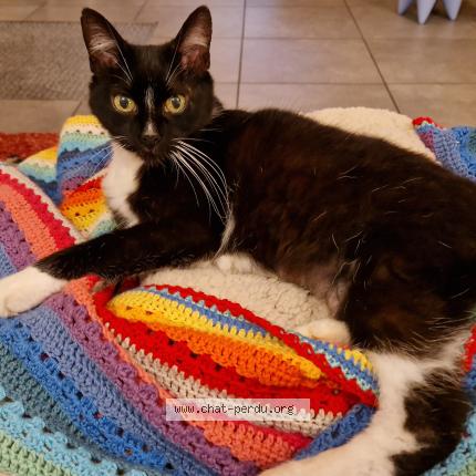 Photo 1/1 MICA Chat perdu à Wavrin