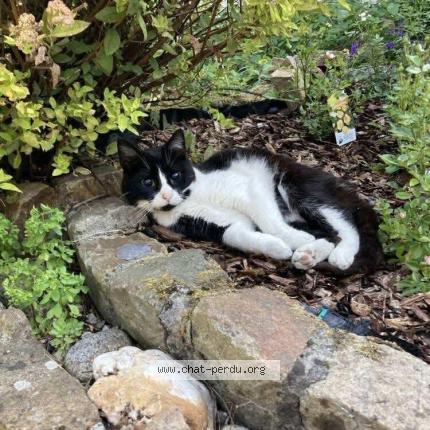 Photo 1/1 Or&eacute;o Chat perdu à Leval trahegnies