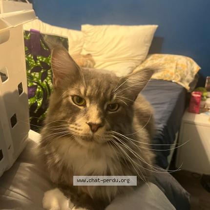 Photo 1/1 Uriel Chat perdu à Brest