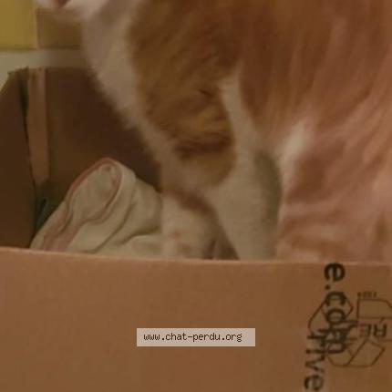 Photo 1/1 Chat retrouvé Trouvé à Bordeaux