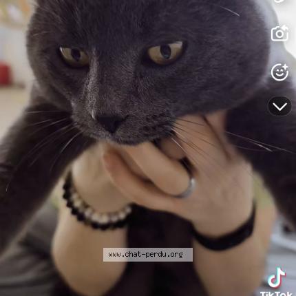 Photo 1/1 Chat retrouvé Perdu à Mouilleron en parends