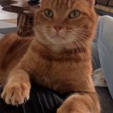 Photo de chat perdu à Gavrelle