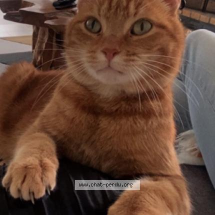 Photo 1/1 SIMBA Chat perdu à Gavrelle