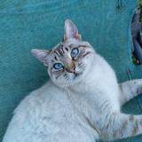 Photo de chat perdu à Villeneuve Sur Allier