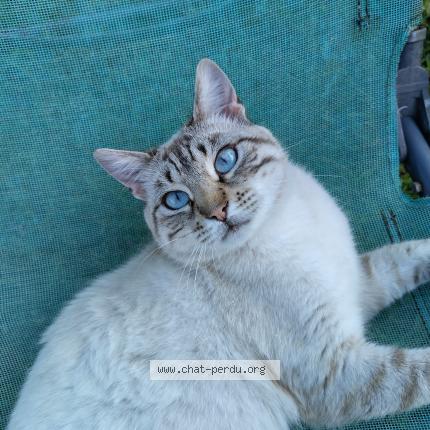 Photo 1/1 Rocky Chat perdu à Villeneuve sur allier