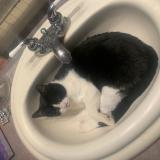 Photo de chat perdu à Pincourt