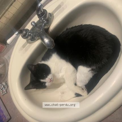 Photo 1/1 gaetan Briere Chat perdu à Pincourt