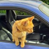 Photo de chat perdu à Hautrage