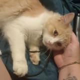 Photo de chat perdu à 85620