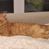 Photo de chat perdu à Bueil