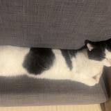 Photo de chat perdu à Saint Aignan De Grand Lieu