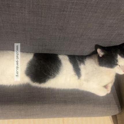 Photo 1/2 Oreo Chat perdu à Saint aignan de grand lieu