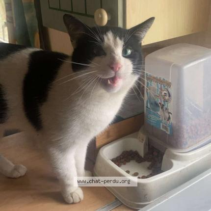 Photo 2/2 Oreo Chat perdu à Saint aignan de grand lieu