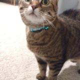 Photo de chat perdu à San Antonio