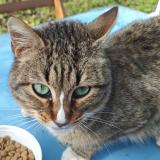 Photo de chat trouvé à Escalquens