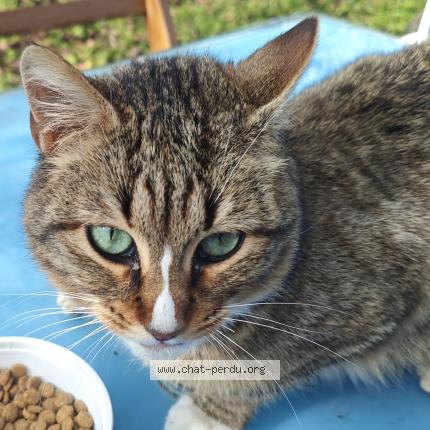 Photo 1/2 Chat trouvé Trouvé à Escalquens