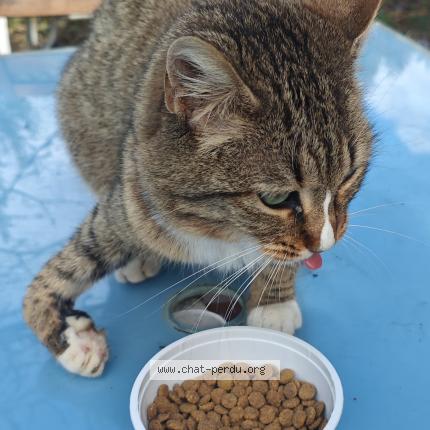 Photo 2/2 Chat trouvé Trouvé à Escalquens