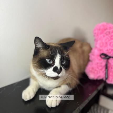 Photo 1/1 Diego Chat perdu à Elne