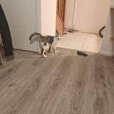 Photo de chat trouvé à Romainville