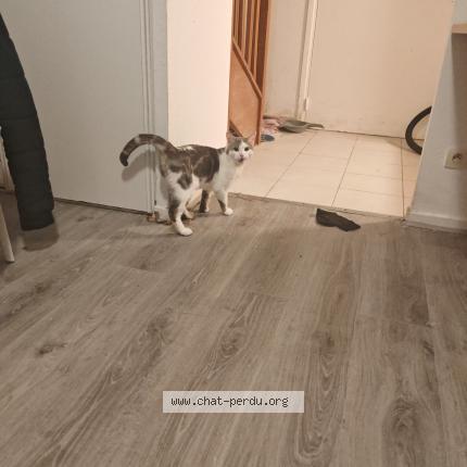 Photo 1/1 Chat trouvé Trouvé à Romainville