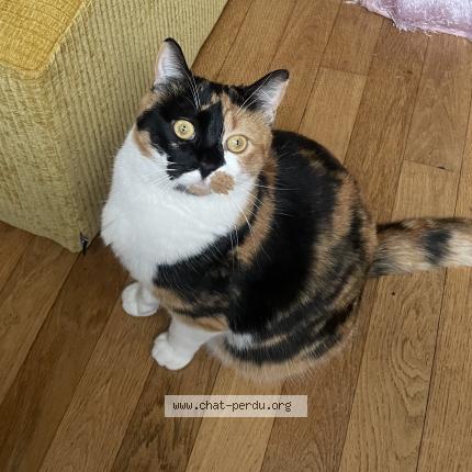 Photo 1/1 Chat retrouvé Perdu à Tours