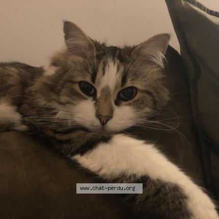 Photo 1/1 Sacha Chat perdu à Montpellier