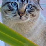 Photo de chat perdu à Tourrettes Sur Loup