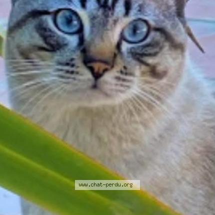 Photo 1/1 Lou Chat perdu à Tourrettes sur loup