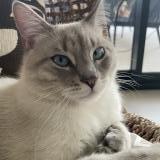 Photo de chat perdu à Tourrettes Sur Loup